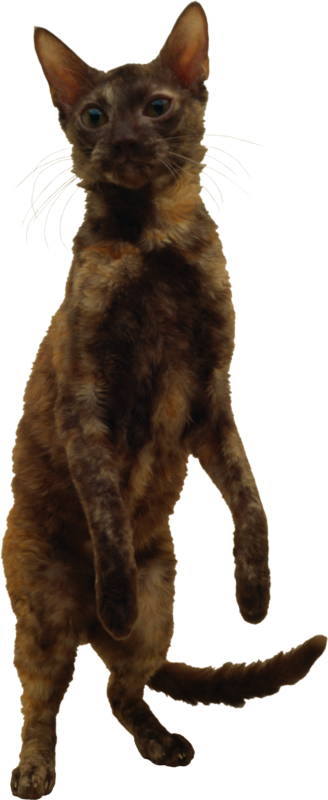 免费透明背景图 猫高清PNG