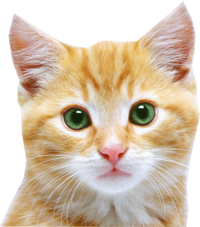猫无色PNG底图 猫透明素材图