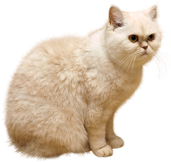 动物透明背景图 猫高清PNG素材