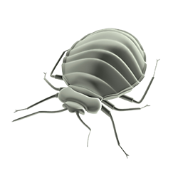 昆虫无背景图 臭虫高清透明PNG