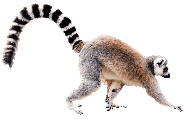 免费动物透明元素图 Lemur狐猴PNG图片