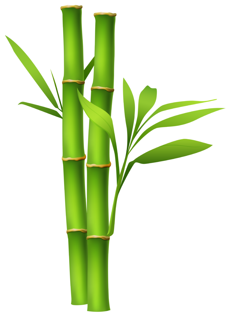 高清竹子PNG图片 透明竹子元素图Bamboo