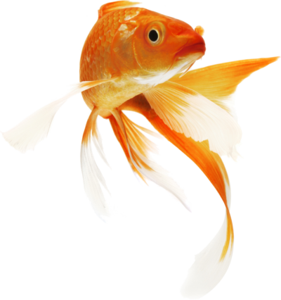 免费动物透明元素图 Goldfish金鱼PNG图片