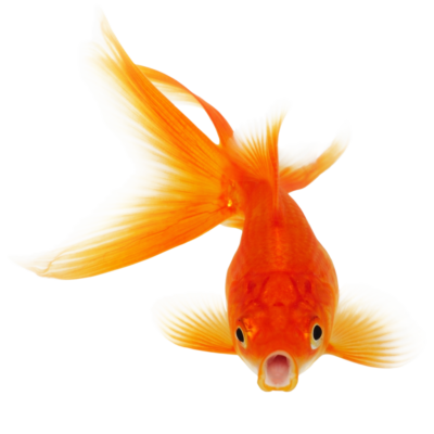 高清透明金鱼元素图 Goldfish PNG金鱼图片