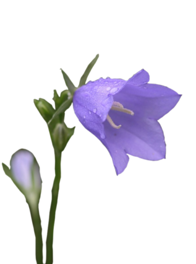 高清透明风铃草元素图 Bellflower PNG风铃草图片