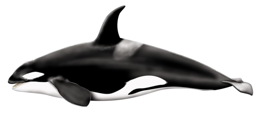 免费动物透明元素图 Killer whale杀人鲸PNG图片