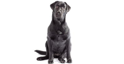 免费高清拉布拉多猎犬PNG素材 透明拉布拉多猎犬无背景图