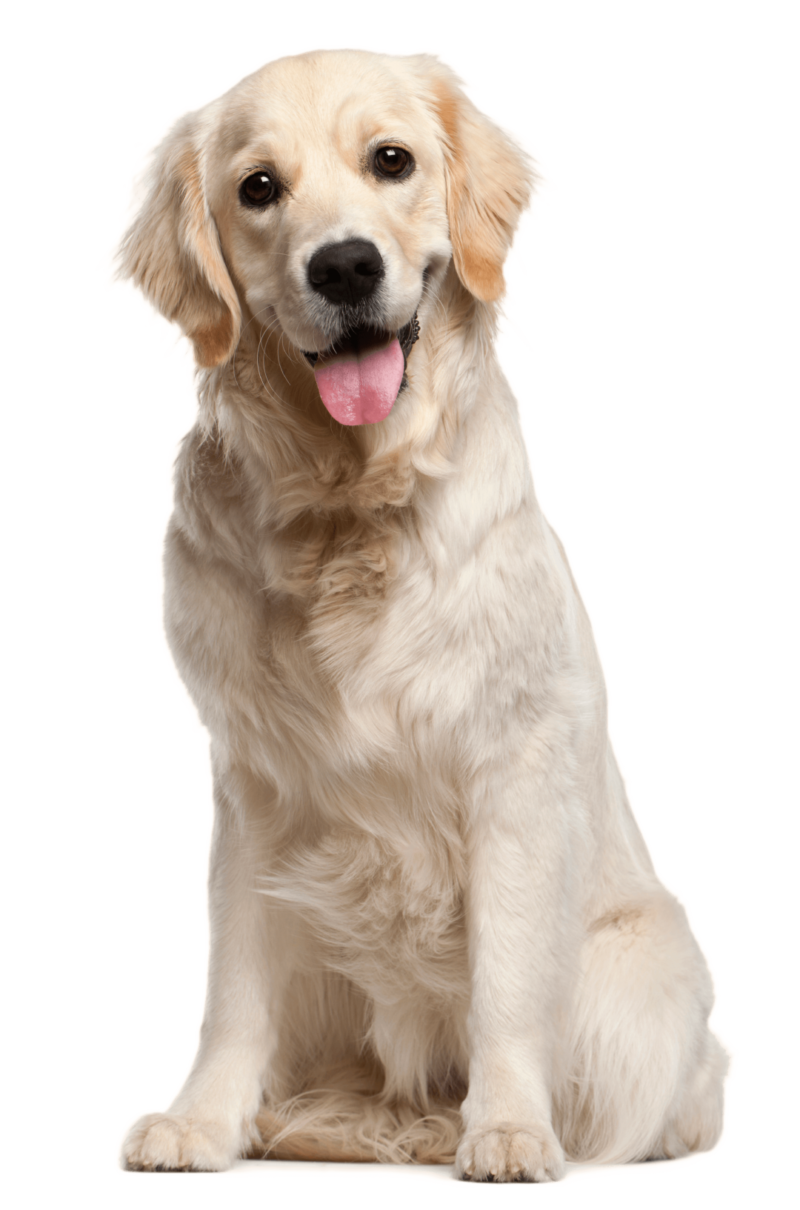 拉布拉多猎犬PNG透明素材库 拉布拉多猎犬元素图