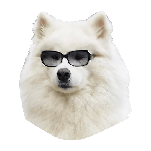 高清萨摩耶犬PNG图片 透明萨摩耶犬元素图Samoyed dog