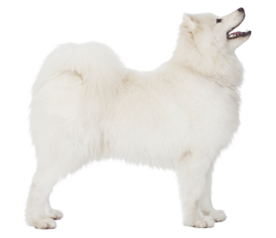 免费动物透明元素图 Samoyed dog萨摩耶犬PNG图片