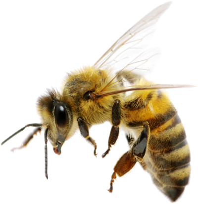 蜜蜂PNG图片 透明蜜蜂元素图Bee