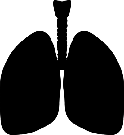 肺高清透明PNG图片 肺PNG元素图