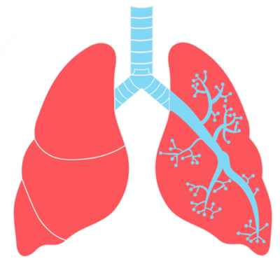 免费肺PNG透明图片 肺元素图