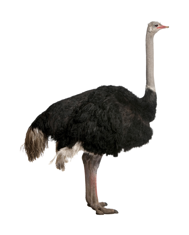 高清透明鸵鸟元素图 Ostrich PNG鸵鸟图片