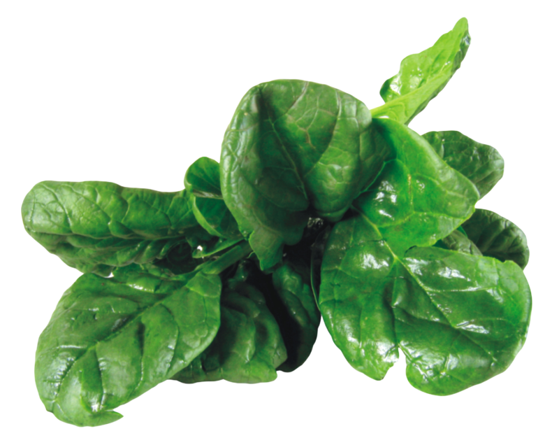 高清菠菜PNG图片 透明菠菜元素图Spinach