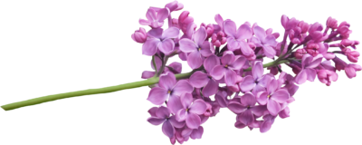 高清丁香花PNG图片 透明丁香花元素图Lilac