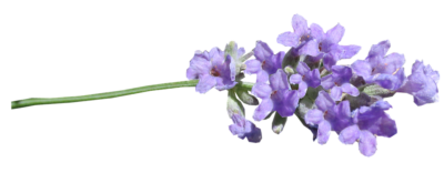 高清丁香花PNG图片 透明丁香花元素图Lilac