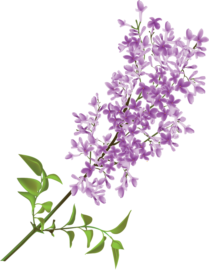 丁香花透明背景图 丁香花高清PNG