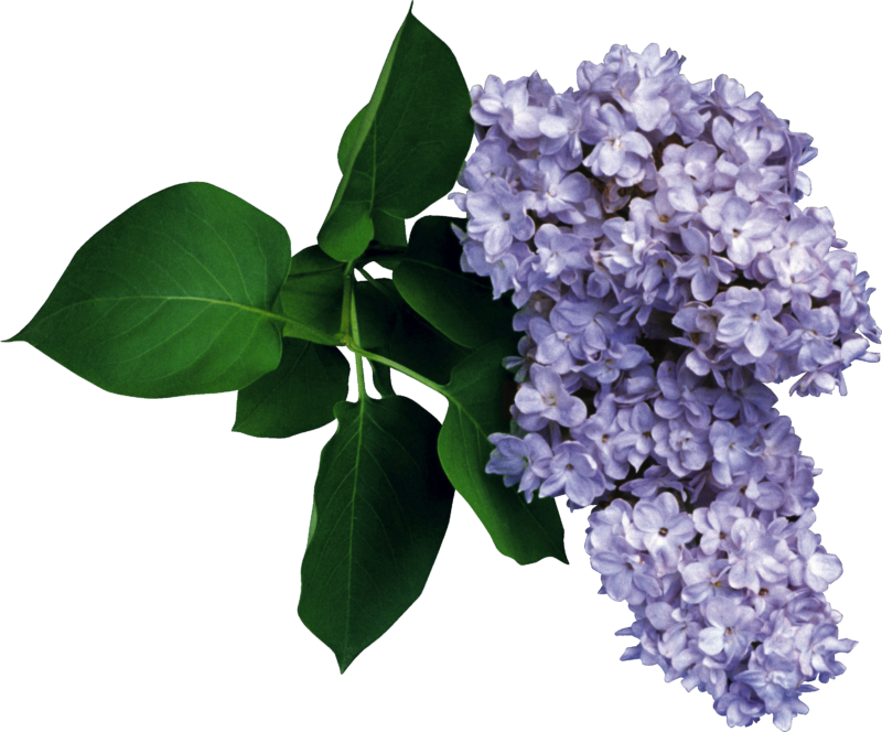 鲜花透明背景图 丁香花高清PNG素材