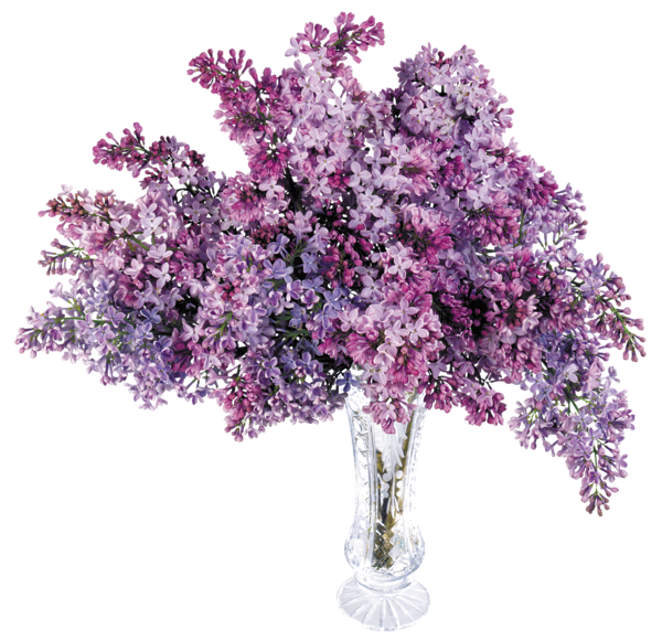 高清透明丁香花元素图 Lilac PNG丁香花图片