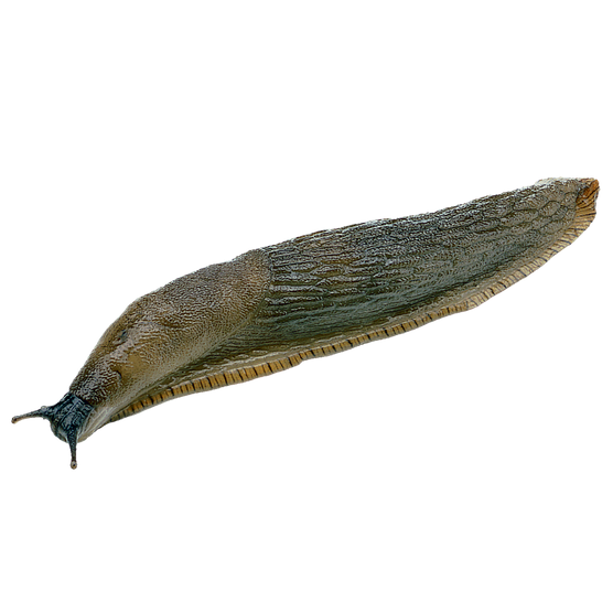 免抠鼻涕虫透明图片 鼻涕虫无底PNG