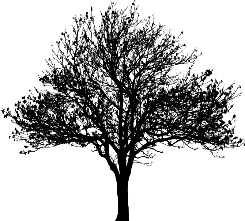 PNG免抠自然素材 高清透明树