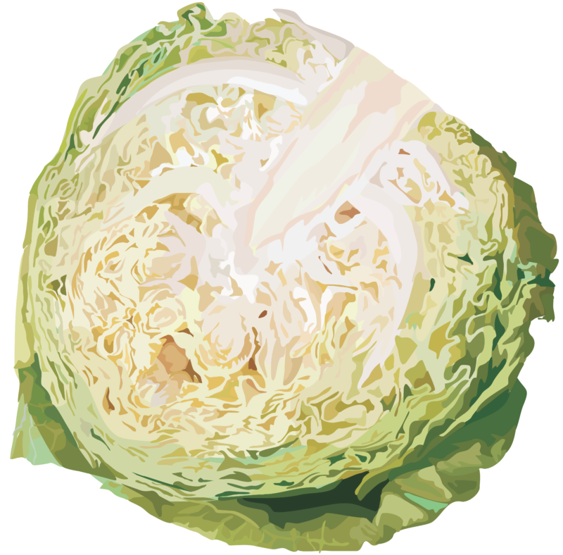 免抠卷心菜透明图片 卷心菜无底PNG
